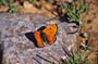 imago male, Tizi-Tarakatine, 1400 m, Djebel Lekst, Anti-Atlas sud-occidental